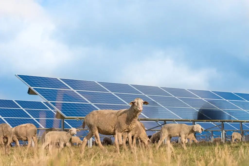 Paneles solares compartiendo terreno con actividad ganadera